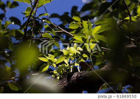 Young Leaf of Cinnamomum camphora tree Young Leaf of Cinnamomum camphora tree 61669550