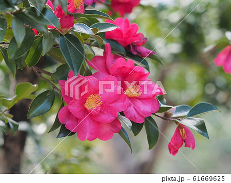 サザンカ サザンカ 61669625