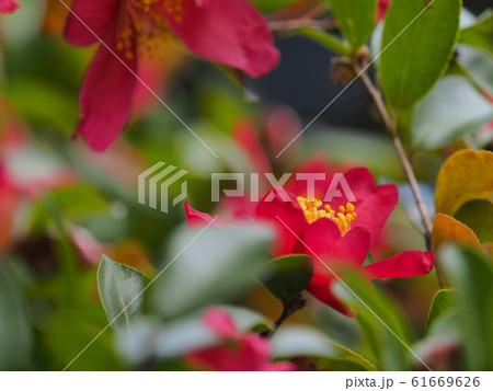 サザンカ 61669626