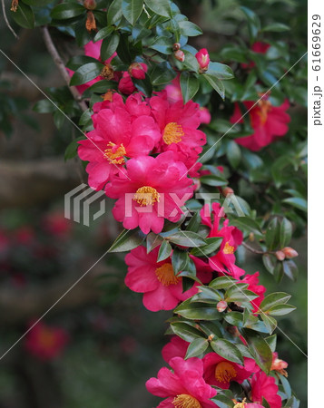 サザンカ サザンカ 61669629