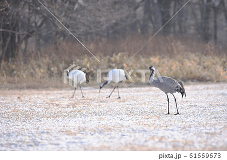 タンチョウに混ざる珍しいクロヅル(北海道) タンチョウに混ざる珍しいクロヅル(北海道) 61669673