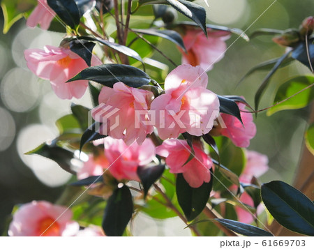 サザンカ 61669703