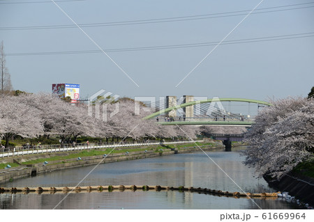 荒子川公園の桜 61669964