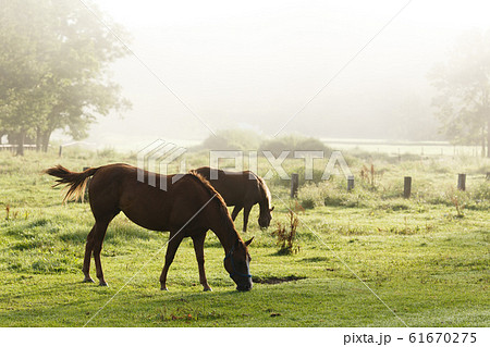 日本の北海道東部・9月の牧場、逆光の朝靄に浮かぶ馬のシルエット 61670275