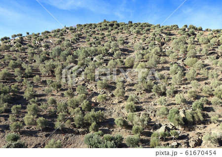 Big olive grove on a slope near Porto 61670454