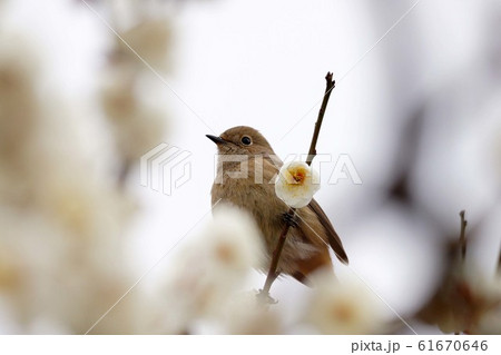 ジョウビタキ ジョウビタキ 61670646