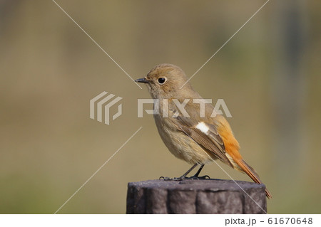 ジョウビタキ 61670648