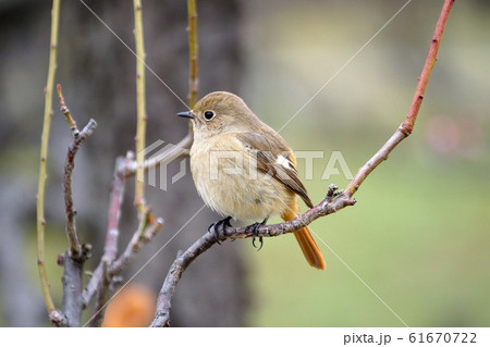 ジョウビタキ ジョウビタキ 61670722