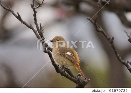 ジョウビタキ ジョウビタキ 61670725
