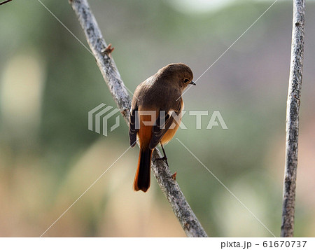 ジョウビタキ ジョウビタキ 61670737