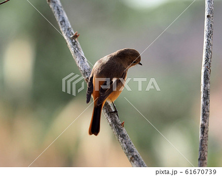 ジョウビタキ ジョウビタキ 61670739