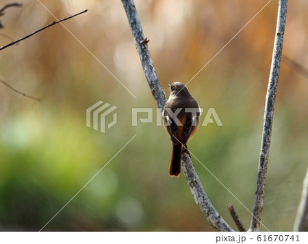 ジョウビタキ ジョウビタキ 61670741