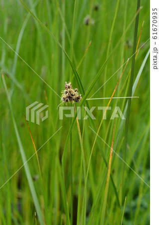 Sea clubrush 61670935
