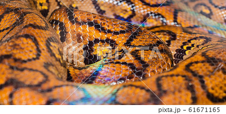 Boa Snake skin abstract textured Pattern spoted 61671165