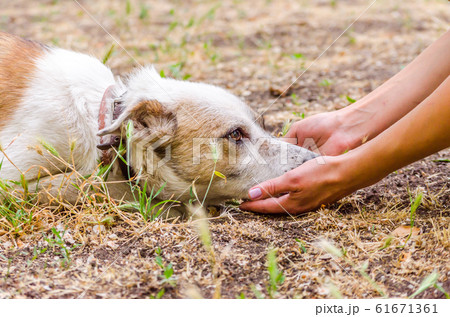 pet care outbred dog head in female hands on the 61671361