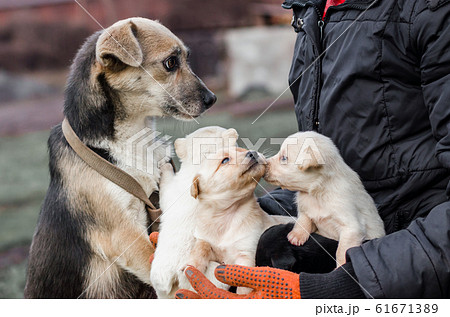 adult dog and puppies in the hands of a man 61671389