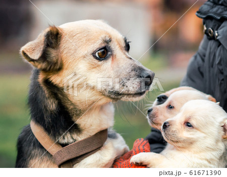 adult dog and puppies in the hands of a man 61671390