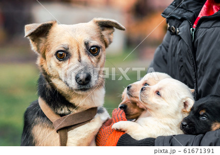 adult dog and puppies in the hands of a man 61671391