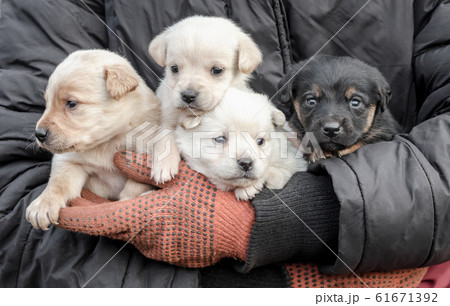 bunch of little puppies in human hands 61671392