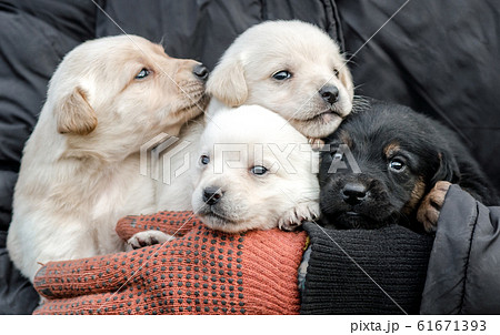 bunch of little puppies in human hands 61671393