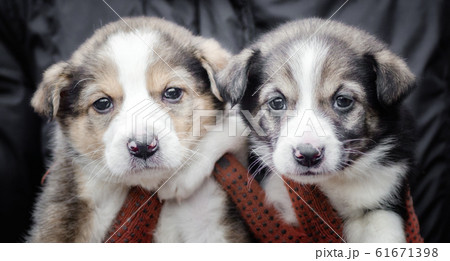 two little puppies in human hands 61671398