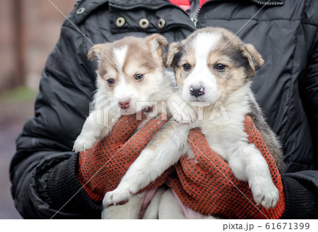 two little puppies in human hands 61671399