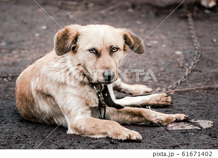 mongrel dog on a chain in a farm mongrel dog on a chain in a farm 61671402