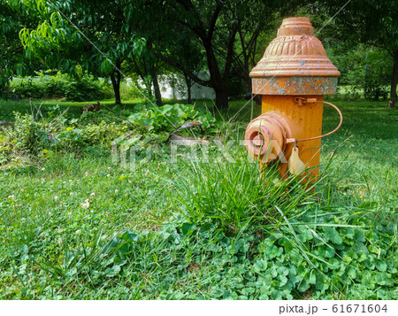 A Shot of a Fire Hydrant Amidst Overgrown Grass A Shot of a Fire Hydrant Amidst Overgrown Grass 61671604