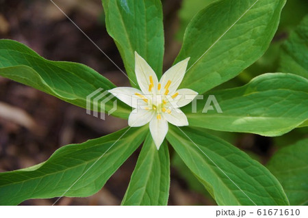 八幡平　キヌガサソウ　6月 61671610