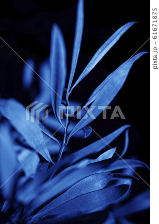 Bright blue leaves top view minimalistic background 61671875