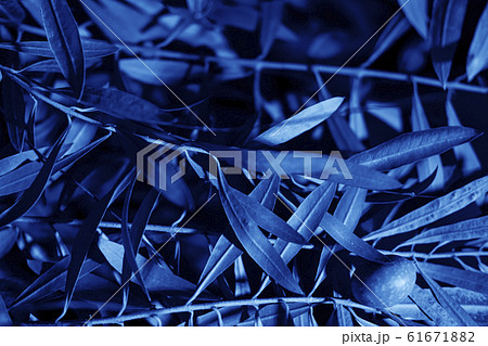 Bright blue leaves top view minimalistic background 61671882
