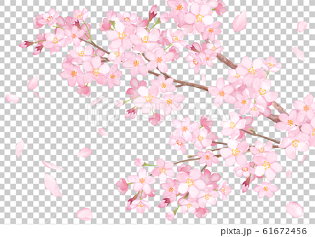 満開の桜の枝と散る花びらのクローズアップ 水彩イラストのイラスト素材