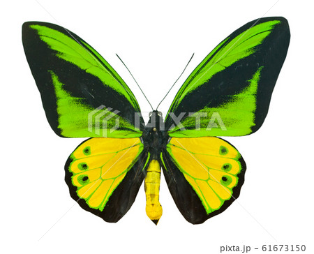 Color beautiful butterfly flying, isolated Color beautiful butterfly flying, isolated 61673150