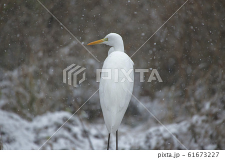 雪の美人　ダイサギ 61673227