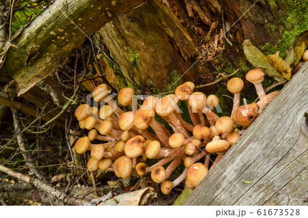 Edible mushrooms grow on dry trees in the forest 61673528