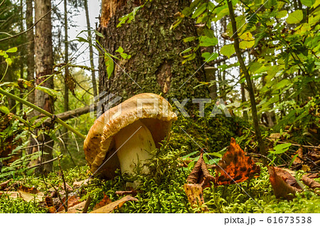 Big mushroom with forest in the background 61673538