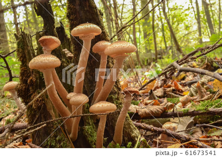 Edible mushrooms grow on dry trees in the forest Edible mushrooms grow on dry trees in the forest 61673541