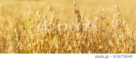Ripe ears of oats in a field Ripe ears of oats in a field 61673640