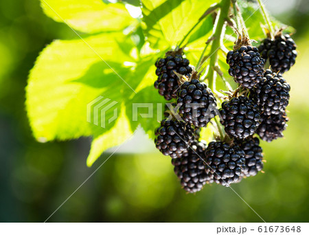 branch of ripe blackberries in a garden branch of ripe blackberries in a garden 61673648