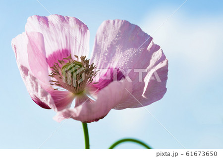 poppy flower over blue sky poppy flower over blue sky 61673650