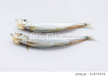 ししゃも ししゃも 61674429