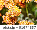 Detail of vibrant flower bloom full of frost 61674857