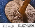 Detail of bottom part of mushroom head 61674859