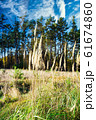 Dry grass on meadow in front of few trees in 61674860