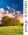 Group of few trees with orange leaves 61674861