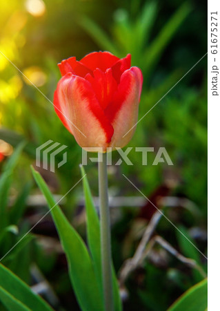 Flower red tulip start to bloom buds. 61675271