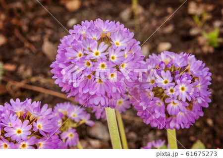 Primrose with violet flowers 61675273