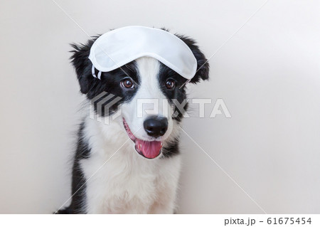 Funny cute smilling puppy dog border collie with 61675454