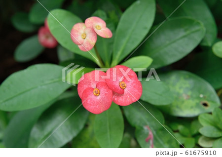 ハナキリン ハナキリン 61675910