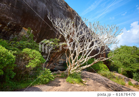 Leafless tree by Pidurangala Rock, Sri Lanka. 61676470